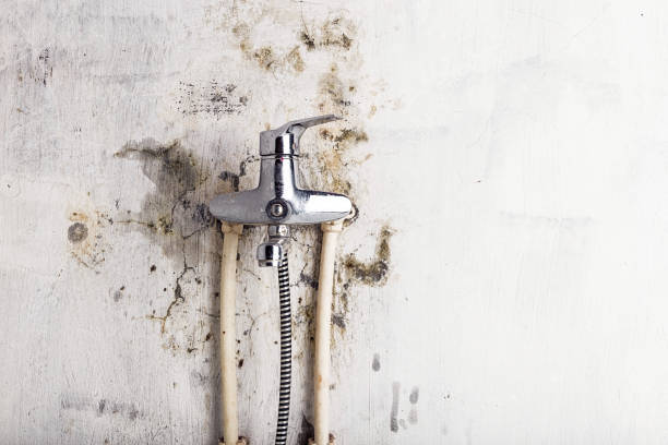 Best Mold Remediation for Schools in Danville, KY