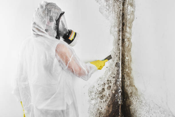 Best Localized Mold Remediation (e.g., coastal areas, humid climates) in Danville, KY