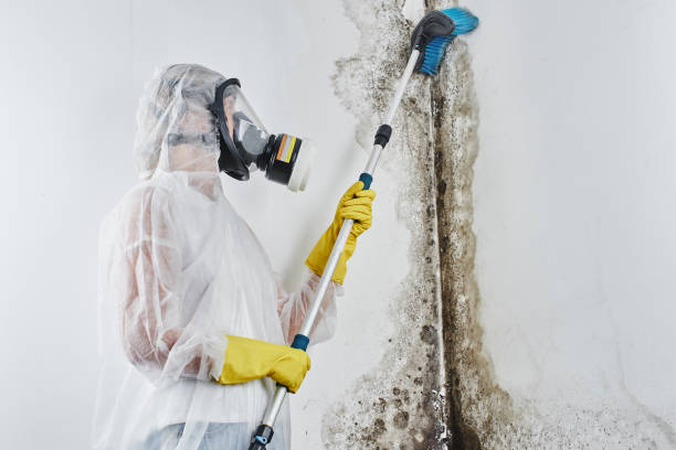 Best Emergency Mold Remediation in Danville, KY