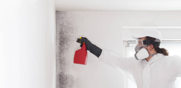 Best White Mold Remediation in Danville, KY