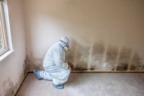Best HVAC Mold Remediation in Danville, KY