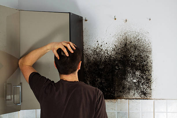 Best Basement Mold Remediation in Danville, KY
